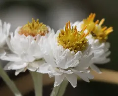 pearly everlasting thumbnail 3