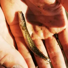 Burbot thumbnail 2