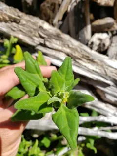 New Zealand Spinach thumbnail 3