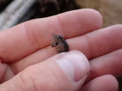 Bulychevia georgiana thumbnail 1