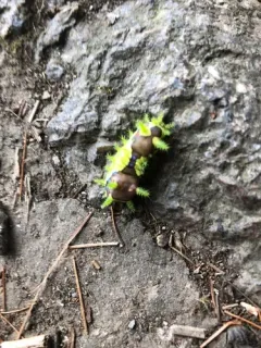 Monema flavescens thumbnail 1