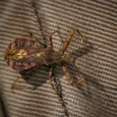 Acholla multispinosa thumbnail 2