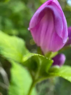 red turtlehead thumbnail 2
