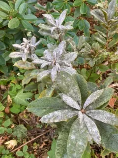 Erysiphe azaleae thumbnail 2