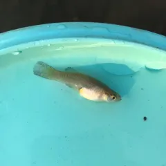 Western Mosquitofish thumbnail 2