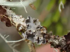 Treepelt Lichen thumbnail 2