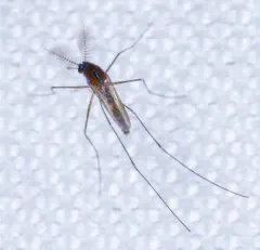 Sapphire-striped Mosquito thumbnail 2