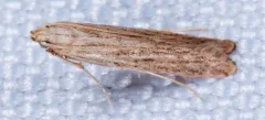 Duospina trichella thumbnail 3