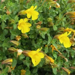 Subalpine Monkeyflower thumbnail 4
