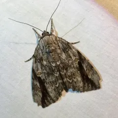 Sad Underwing thumbnail 3