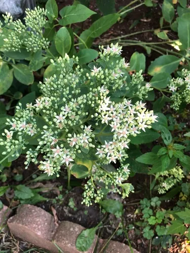garden stonecrop