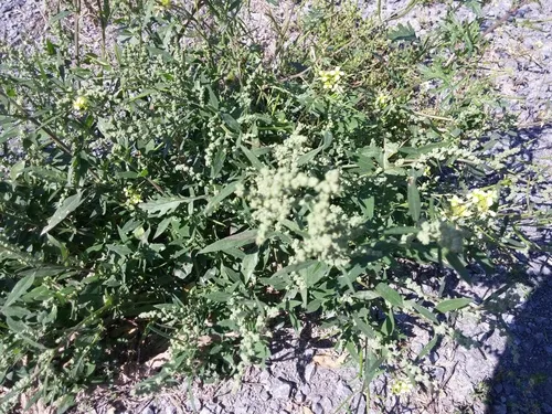 Striped Goosefoot