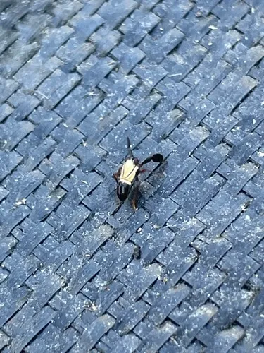 Caliscelis bonellii