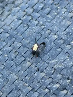 Caliscelis bonellii thumbnail 1