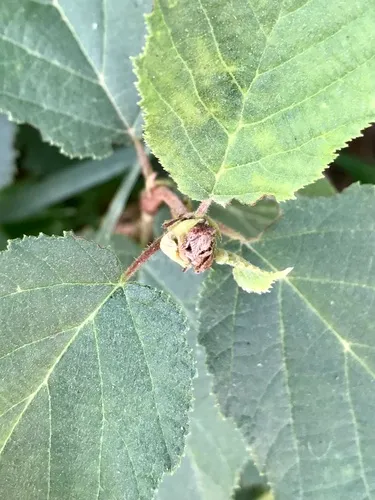 Filbert Bud Mite