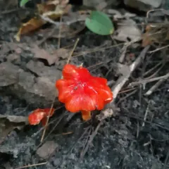 Candy Apple Waxy Cap thumbnail 4