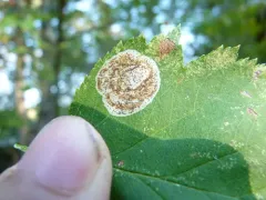 Parornix inusitatumella thumbnail 3