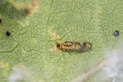 Psyllopsis discrepans thumbnail 3