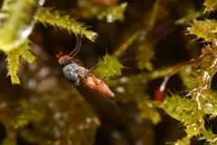 Tephrochlamys rufiventris thumbnail 1