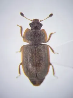 Epuraea obliqua thumbnail 3