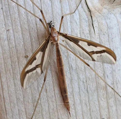 Pedicia parvicellula