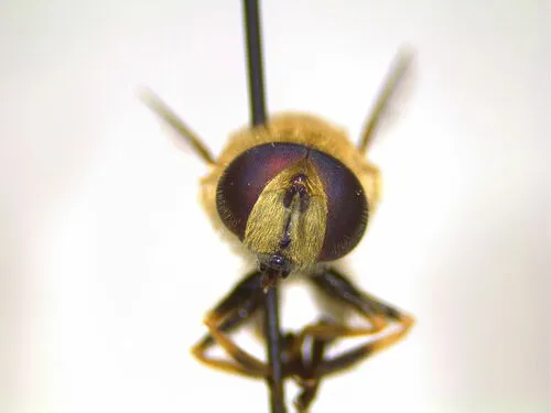 Hourglass Drone Fly