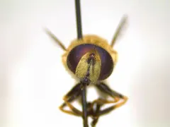 Hourglass Drone Fly thumbnail 1
