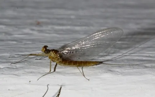 Nixe rusticalis