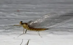 Nixe rusticalis thumbnail 1