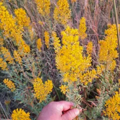 stiff-leaved showy goldenrod thumbnail 3