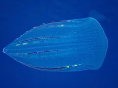 Flattened Helmet/Beroe Comb Jelly thumbnail 2