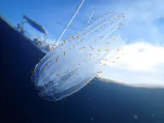 Leucothea pulchra thumbnail 1