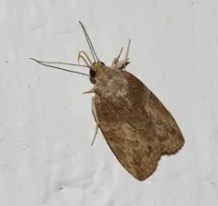 Black-olive Caterpillar Moth thumbnail 3