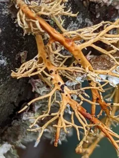 Opegrapha sphaerophoricola thumbnail 1