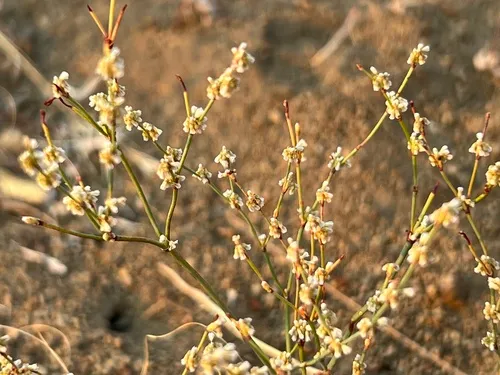 Bailey's Buckwheat