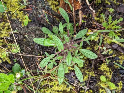 Narrow-sepal Scorpionweed