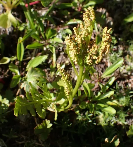 northwestern moonwort