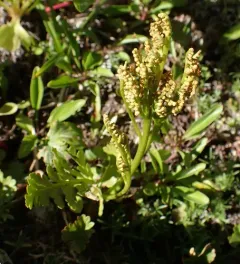 northwestern moonwort thumbnail 1