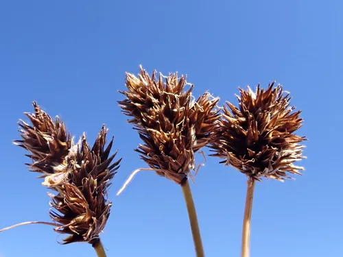 Thickhead sedge