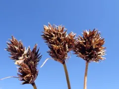 Thickhead sedge thumbnail 1