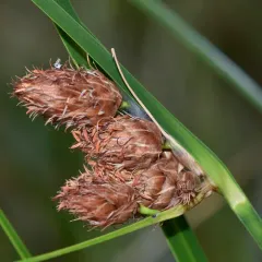 seacoast bulrush thumbnail 2