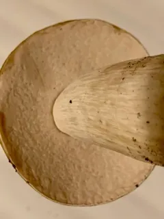 noble bolete thumbnail 4