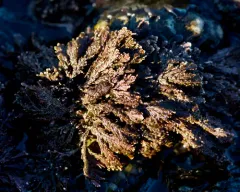graceful coral seaweed thumbnail 3