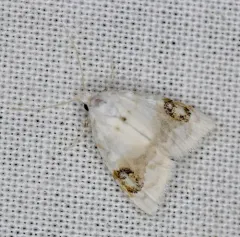 Blurry-patched Nola Moth thumbnail 4