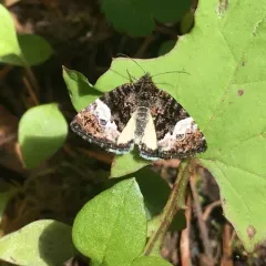 White Annaphila thumbnail 2
