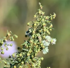 Tarragon thumbnail 1