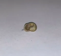Two-ridged Ramshorn thumbnail 3
