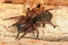 Wadotes hybridus thumbnail 3