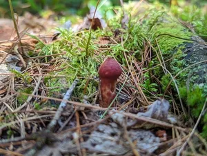 Painted Suillus thumbnail 1