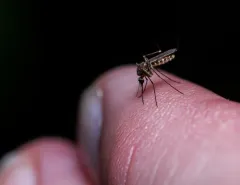Culex erraticus thumbnail 1